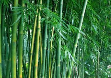 kyle寓意 竹子好種嗎